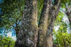 Bí ẩn ánh sáng từ cơ thể sống: upe là gì & điều gì xảy ra khi sinh vật chết đi?