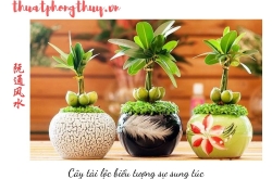 Hướng dẫn chi tiết cách chọn vật phẩm phong thủy đúng cách theo vận niên