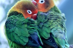 Tình yêu học trò: từ những lá thư dưới gốc phượng đến lễ cưới viên mãn