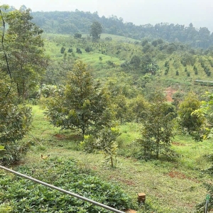 Bán 236ha đất rừng Lâm Đồng – đang canh tác hiệu quả – có dòng tiền – pháp lý rõ