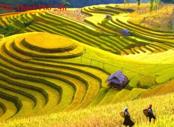 Nhà Thành Phố là thương hiệu thuộc Công ty cổ phần Nguyên Thông Quán